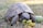 a tortoise eating an apple in the grass
