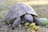 a tortoise eating an apple in the grass