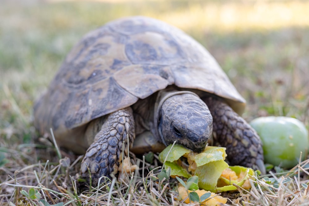 a tortoise eating an apple in the grass
