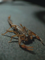 a close up of a scorpion on a table