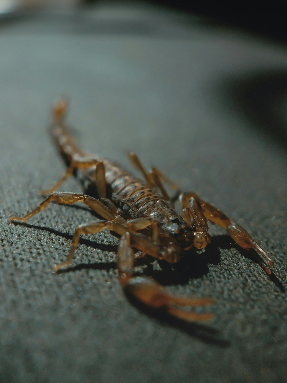 a close up of a scorpion on a table