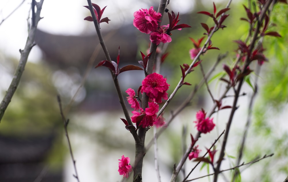 a tree with pink flowers in a park