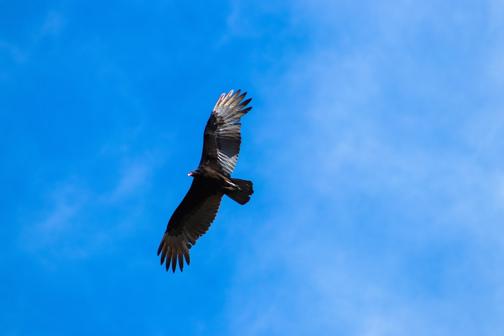 a large bird flying through a blue sky