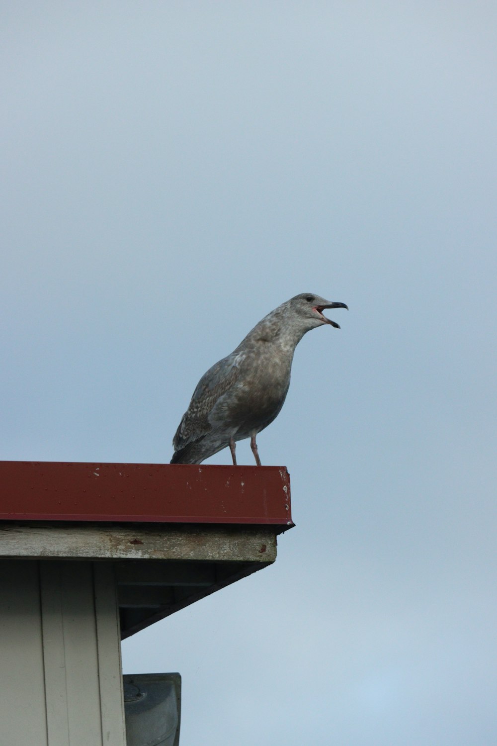 a bird sitting on top of a roof with its mouth open