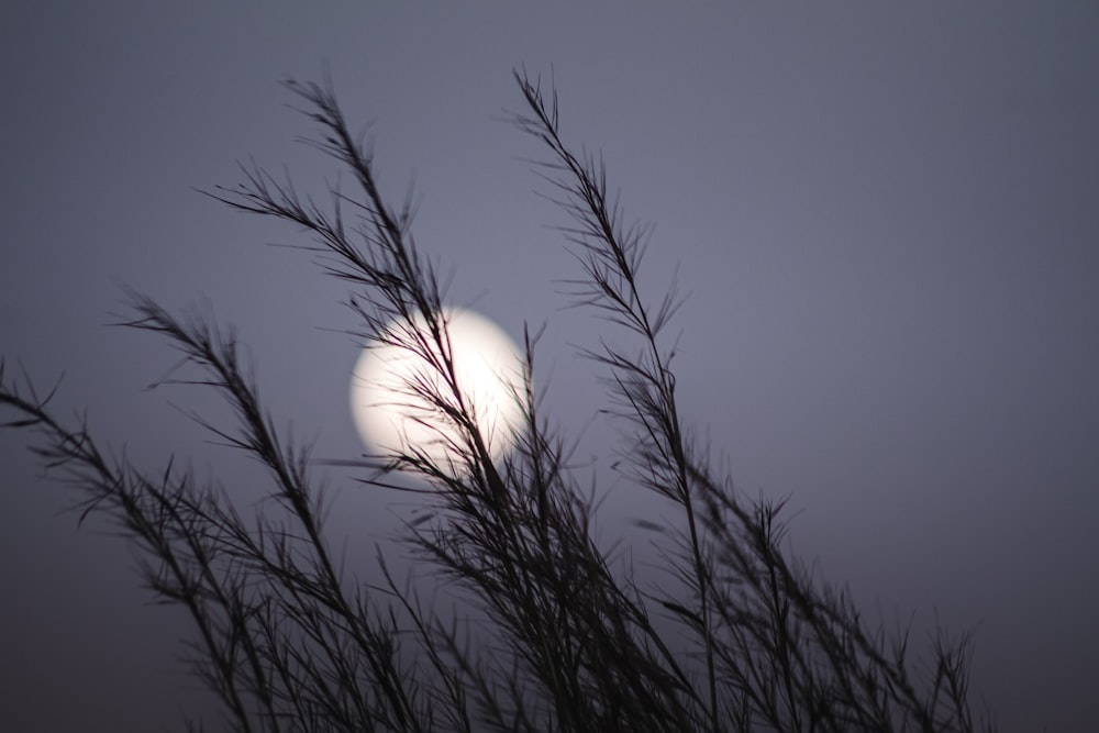 a full moon seen through the branches of a tree