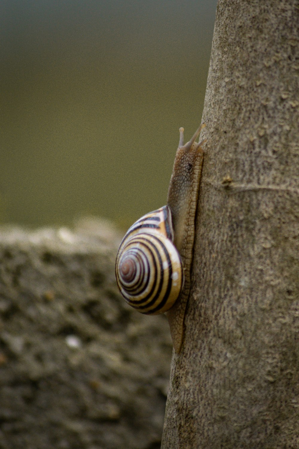 a snail climbing up the side of a tree