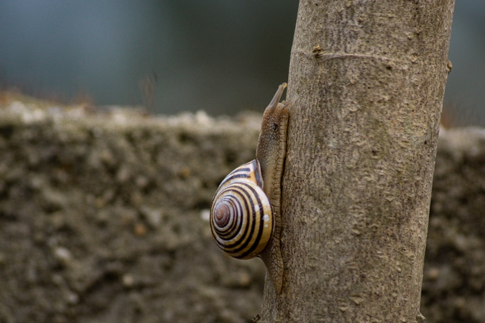 a snail climbing up the side of a tree