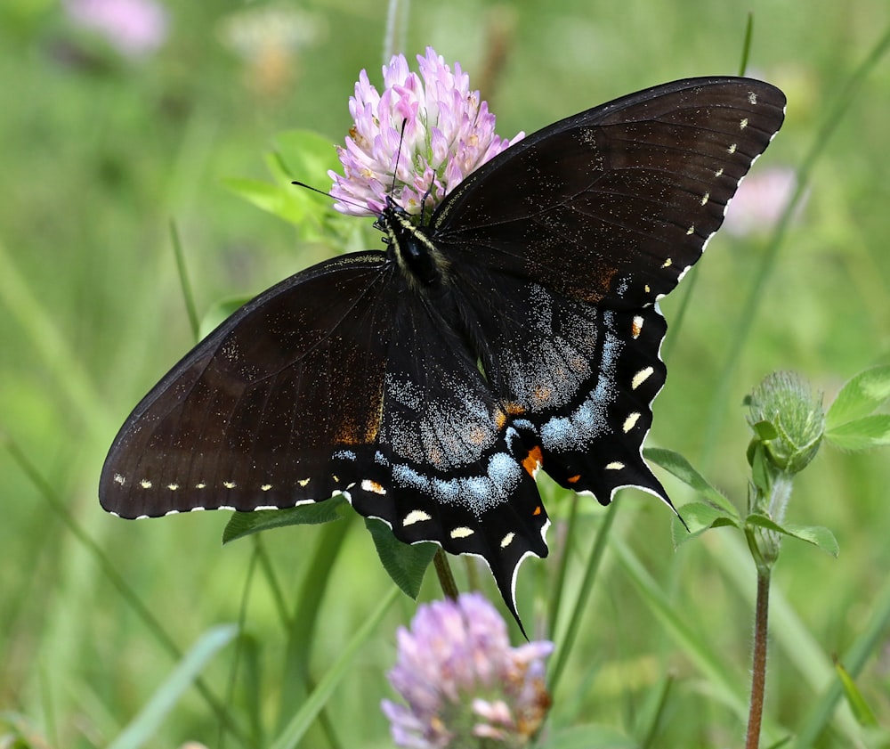 a black and blue butterfly sitting on a purple flower