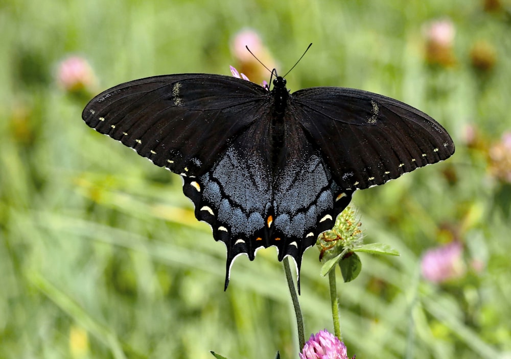 a black butterfly sitting on top of a flower