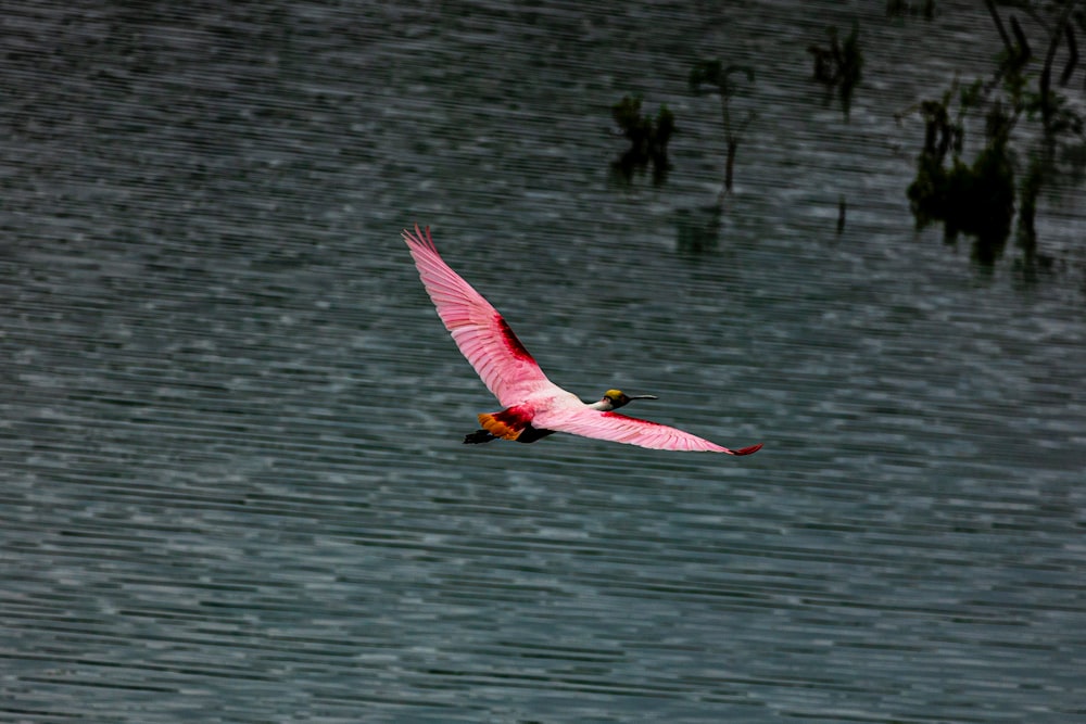 a pink bird flying over a body of water