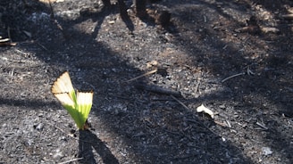 a small green plant growing out of the ground