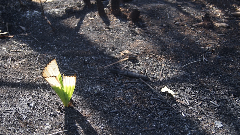 a small green plant growing out of the ground