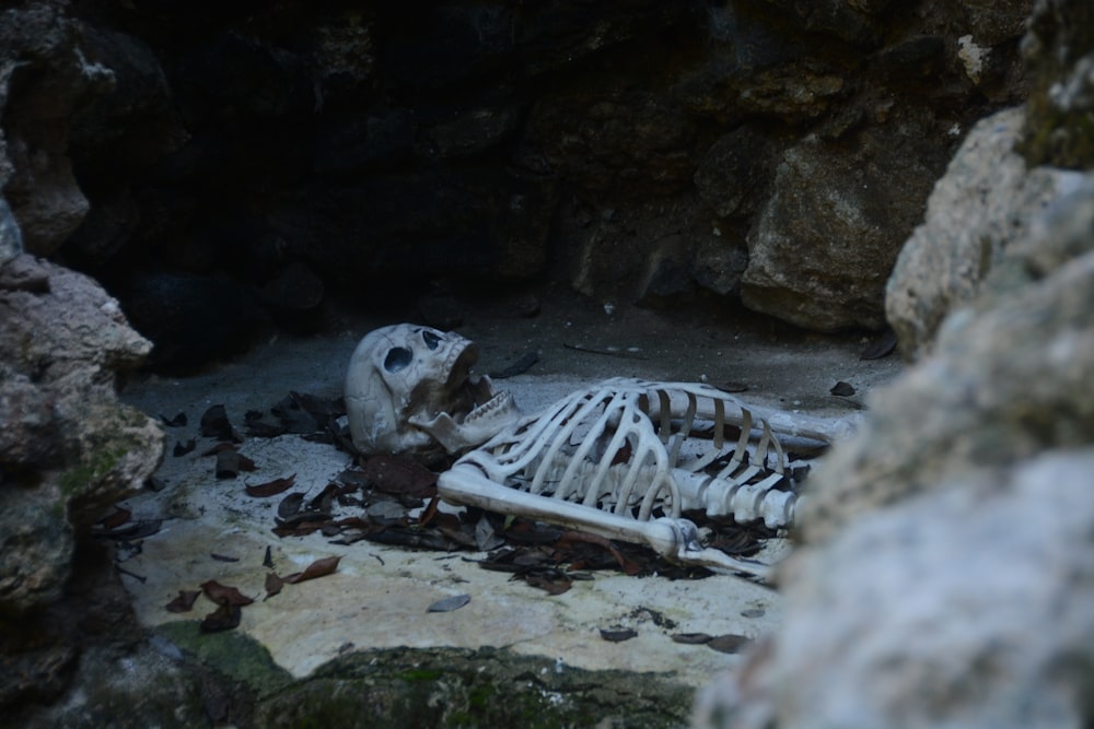 a skeleton laying on the ground in a cave