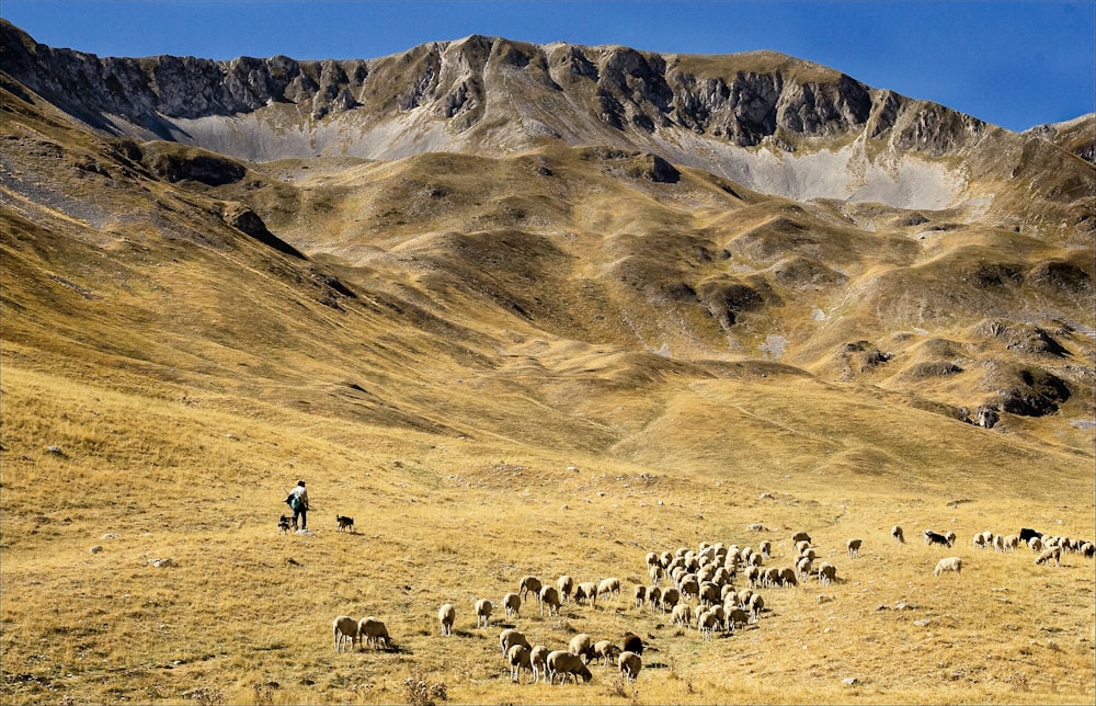 a herd of sheep grazing on a dry grass field