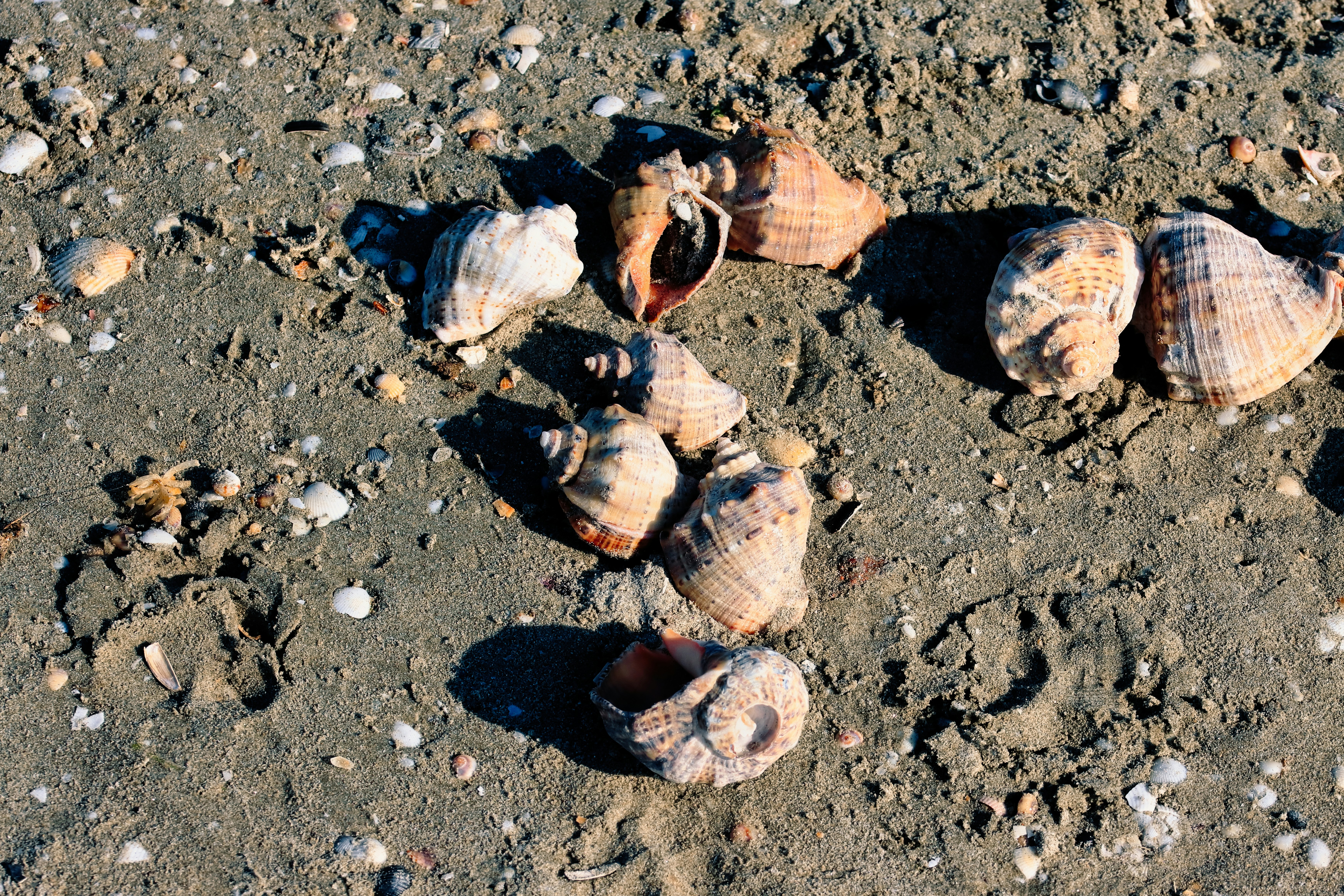 a group of seashells on a sandy beach, seashells on the beach, north mamaia