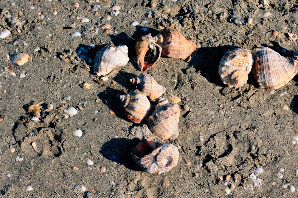 um grupo de conchas em uma praia de areia