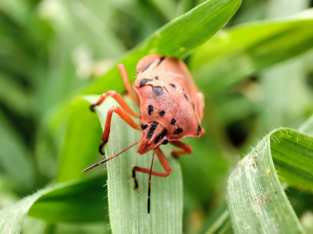 a red bug sitting on top of a green leaf