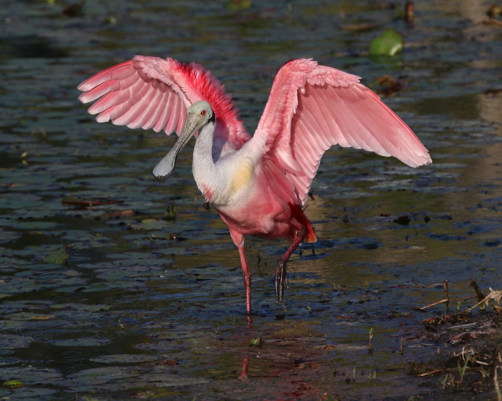 a pink and white bird standing in a body of water