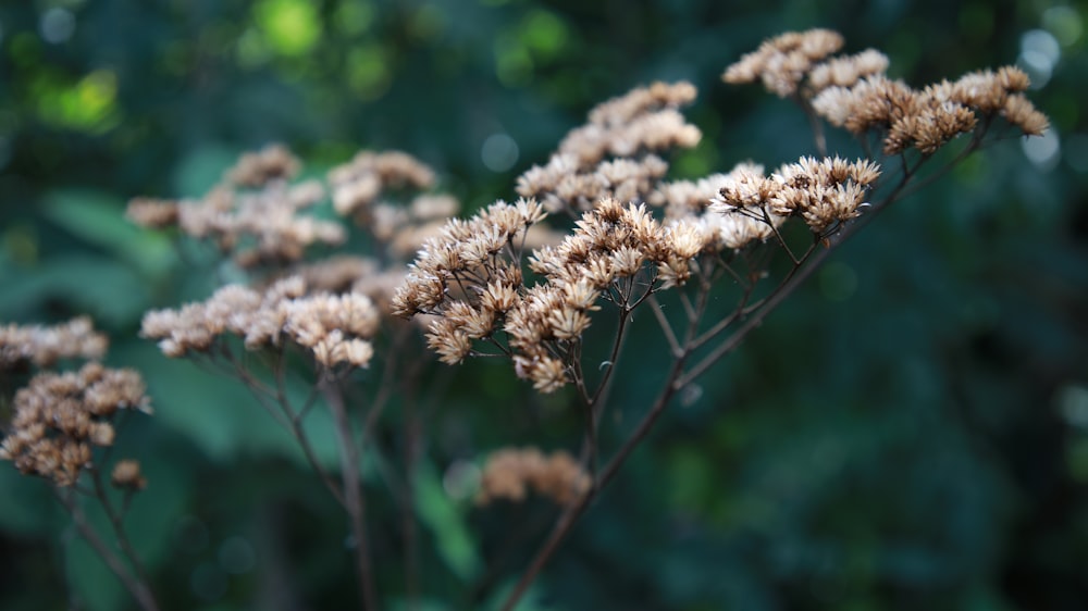 a close up of a plant with lots of brown flowers