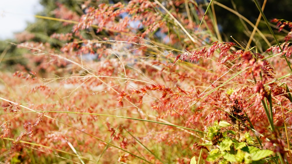 a field of grass with red flowers and trees in the background