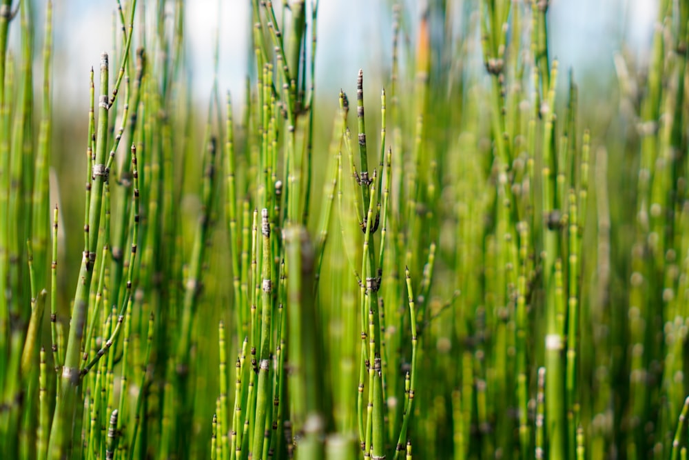 a close up of a bunch of green grass