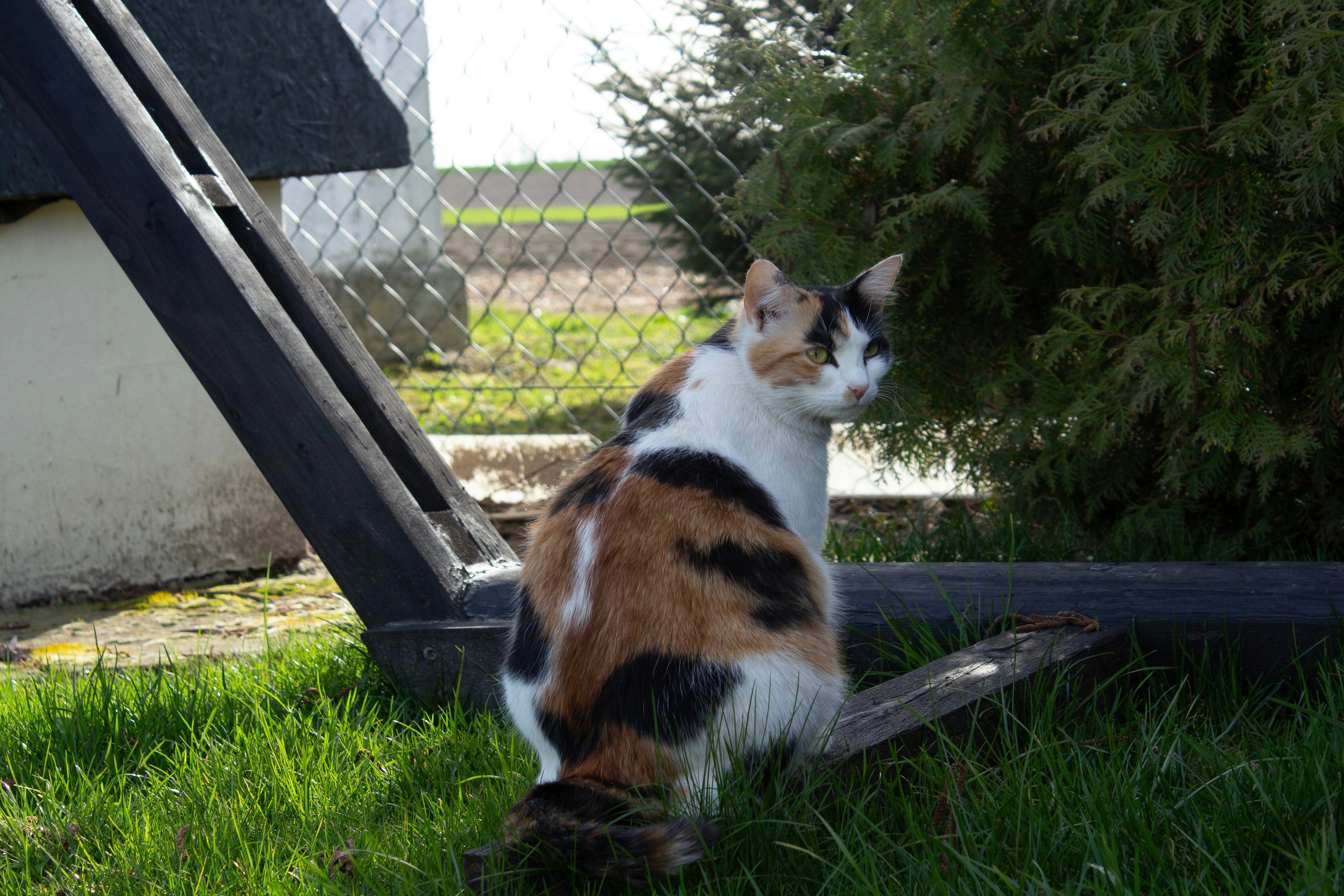 de Kater