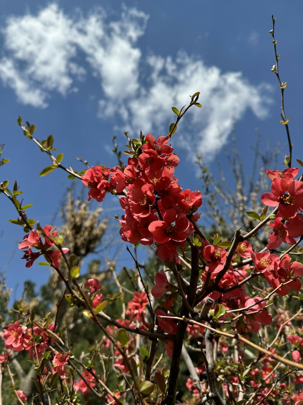 a tree with red flowers in front of a blue sky