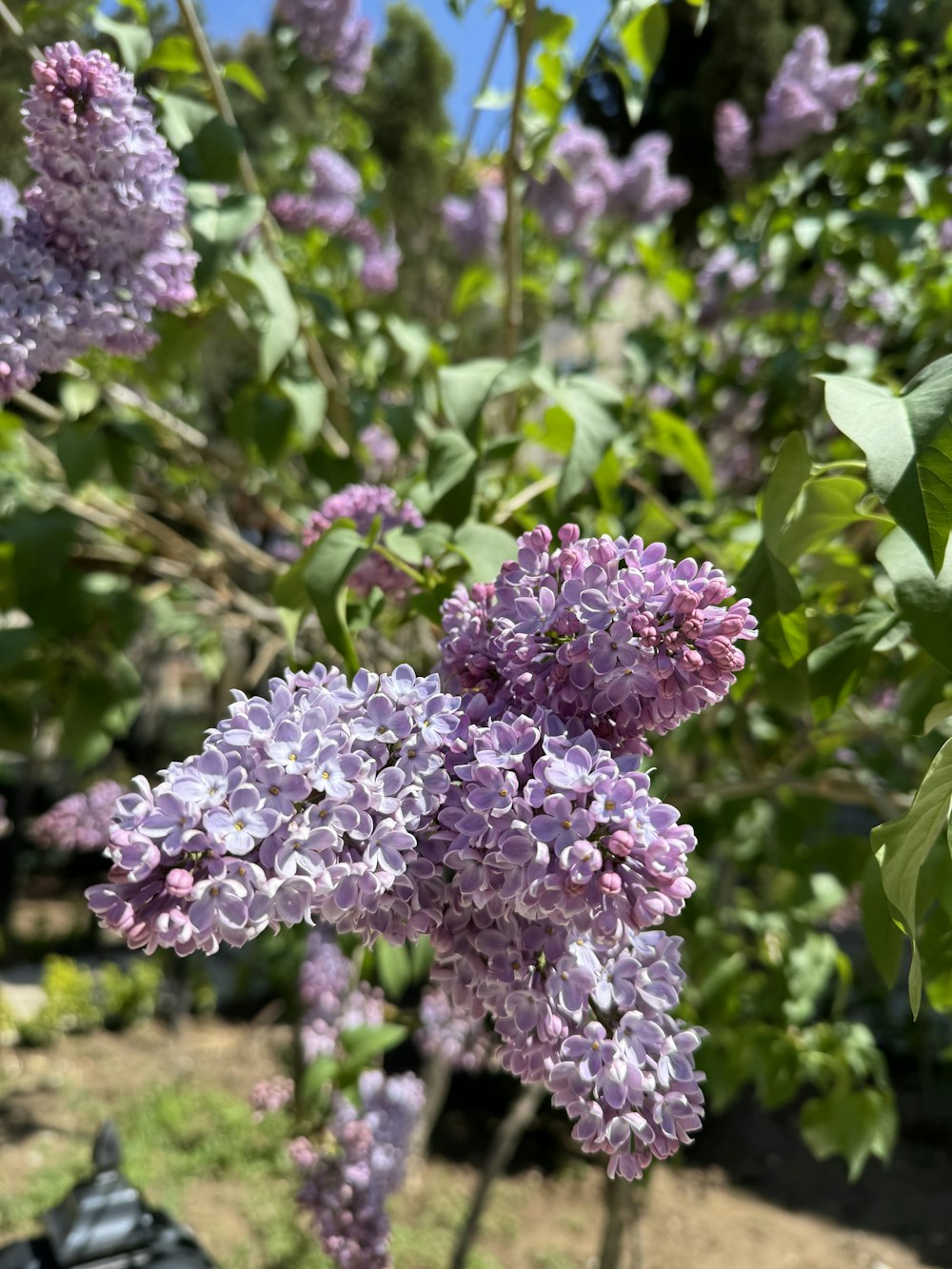 a bunch of purple flowers growing in a garden