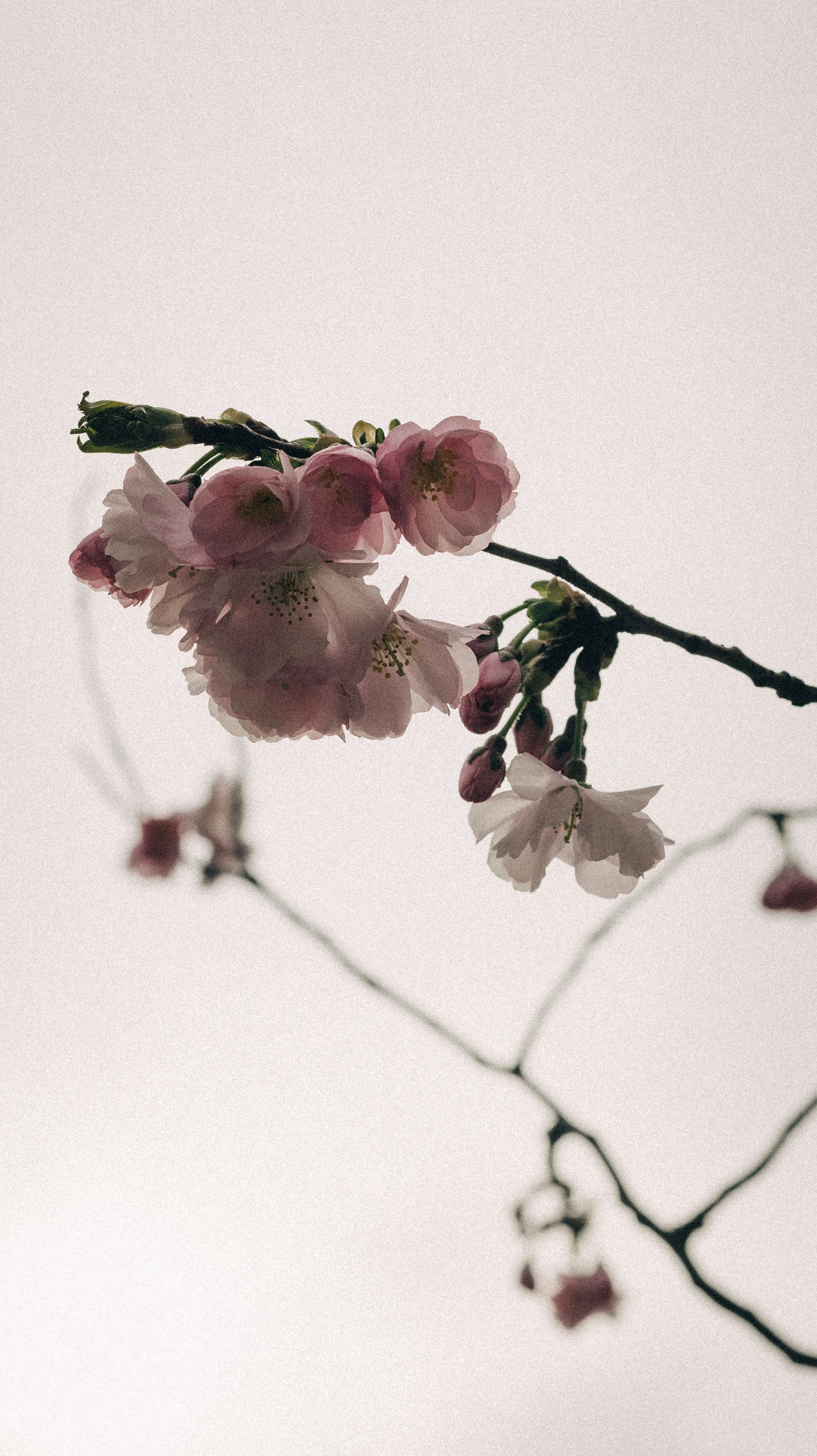 Photo by benjirokaneki