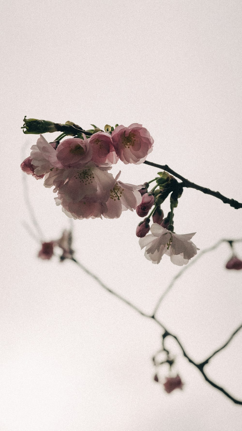 a branch of a tree with pink flowers