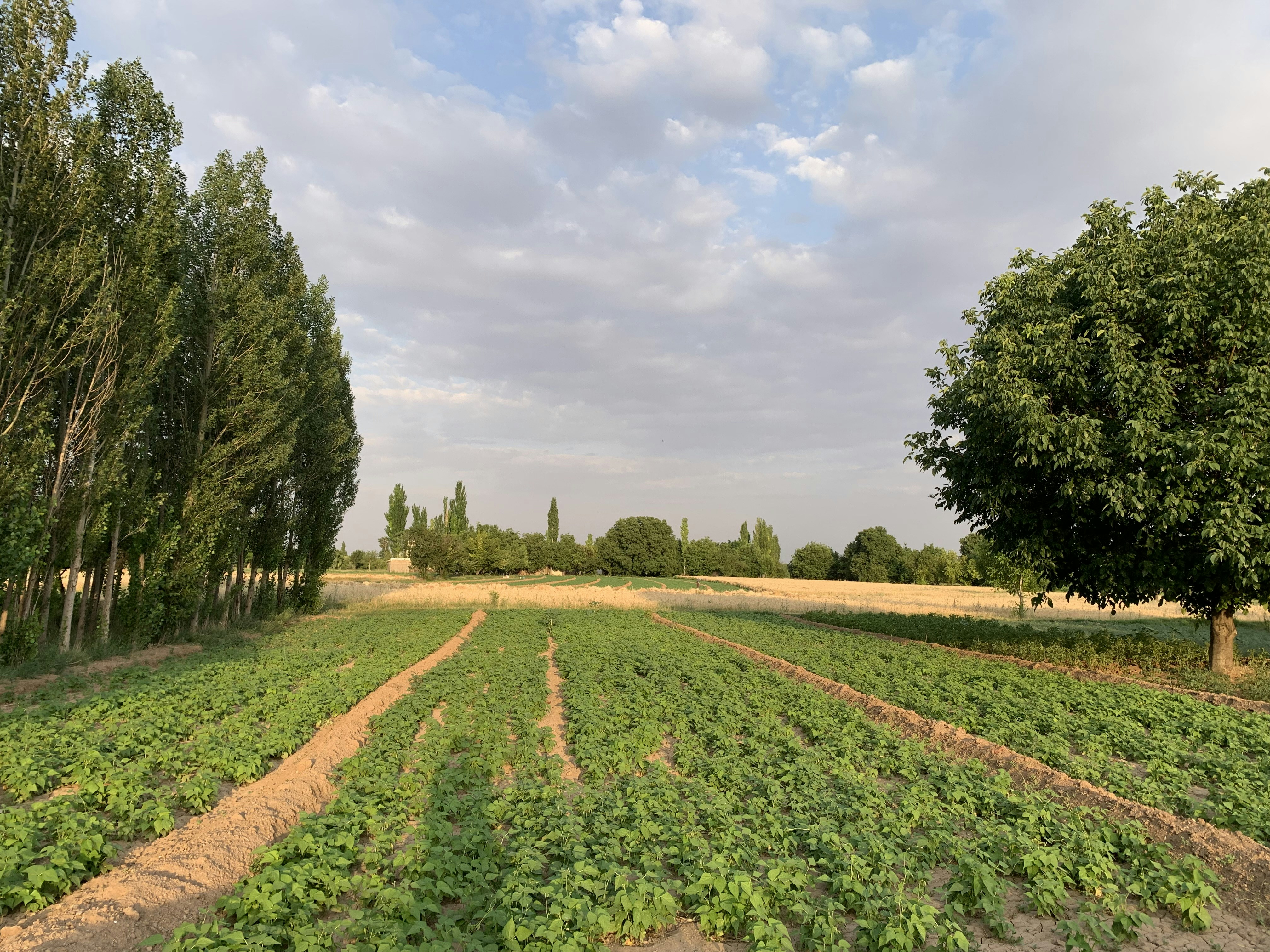 Agricultural field