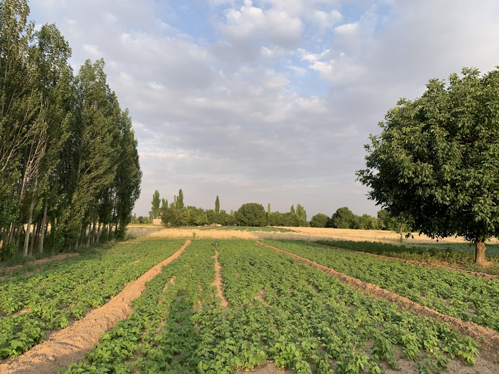 a large field with trees and a dirt path