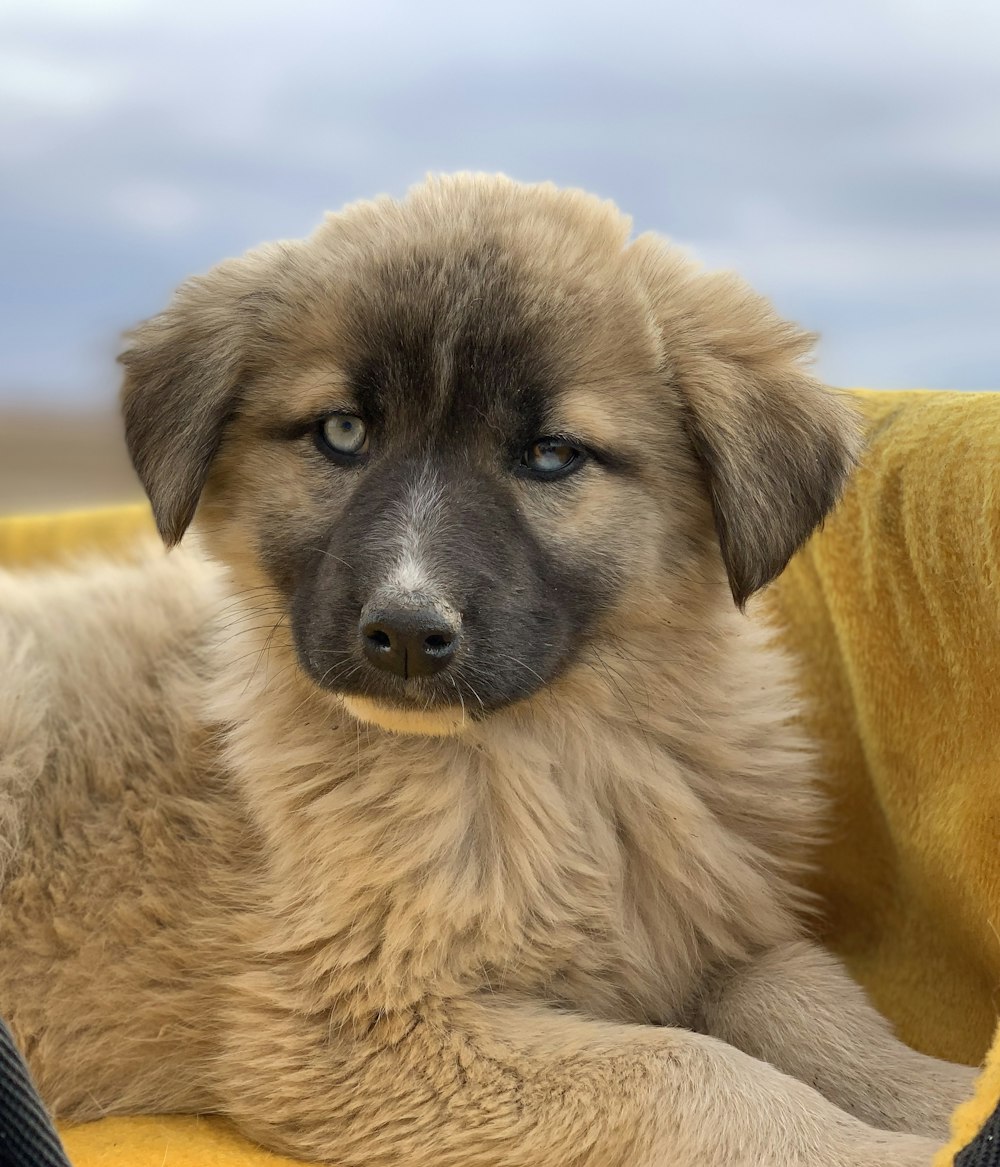 a brown dog laying on top of a yellow blanket