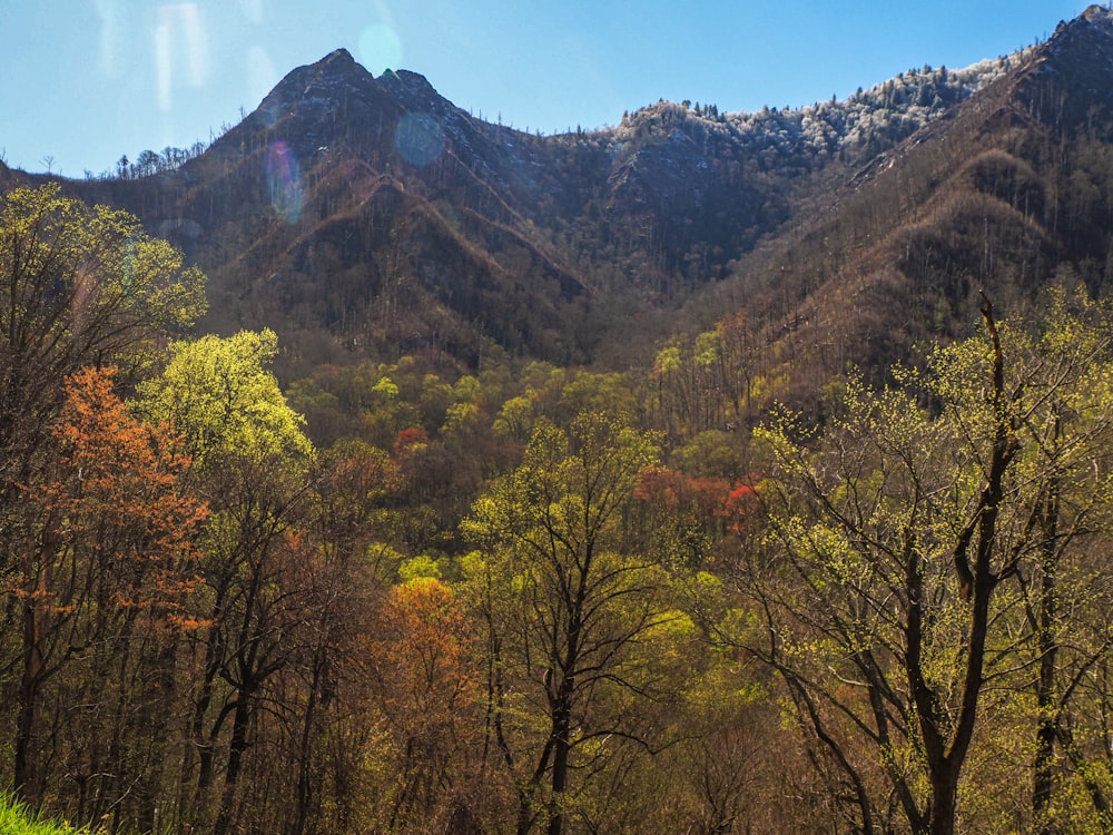 a view of a mountain range with trees in the foreground