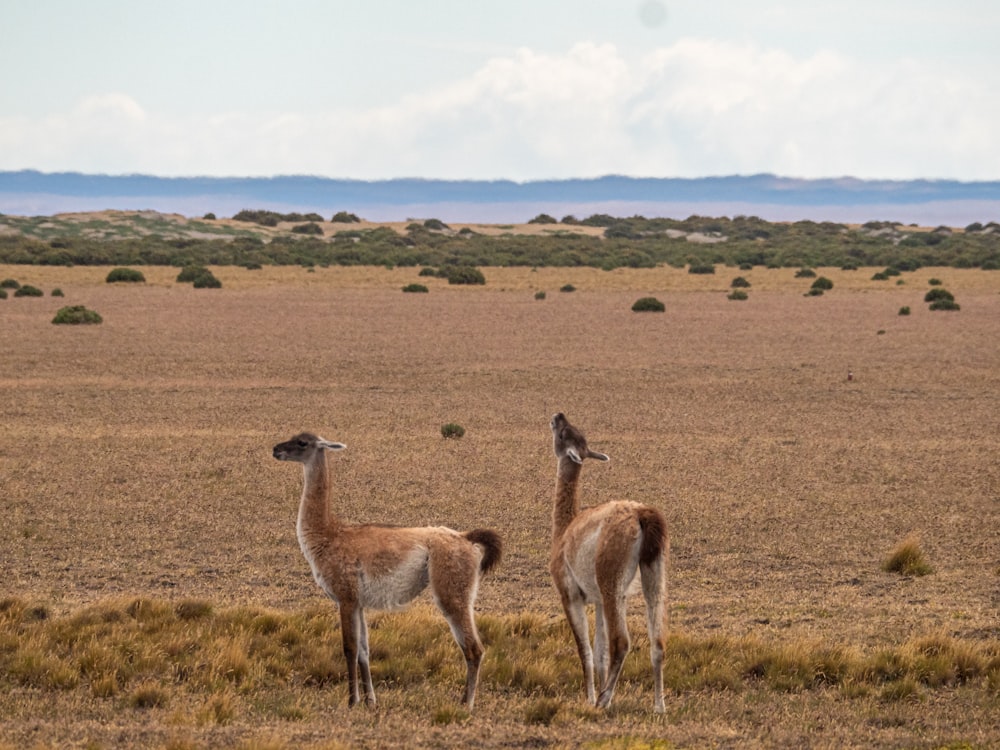 two llamas are standing in the middle of a field