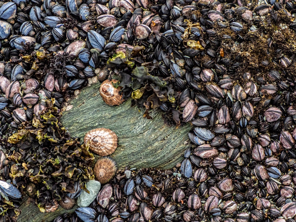 a close up of a bunch of shells on a rock