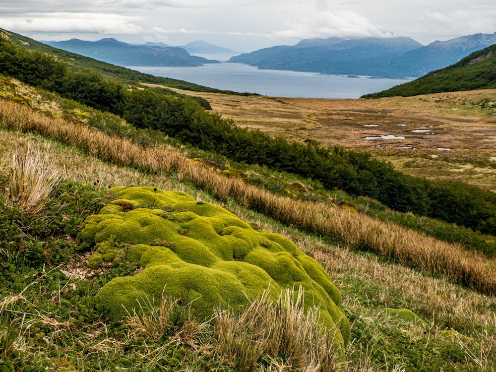 a moss covered rock in the middle of a field