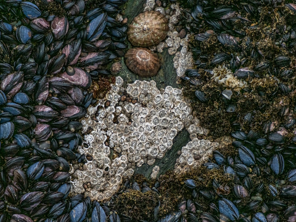 a close up of a bunch of rocks and gravel