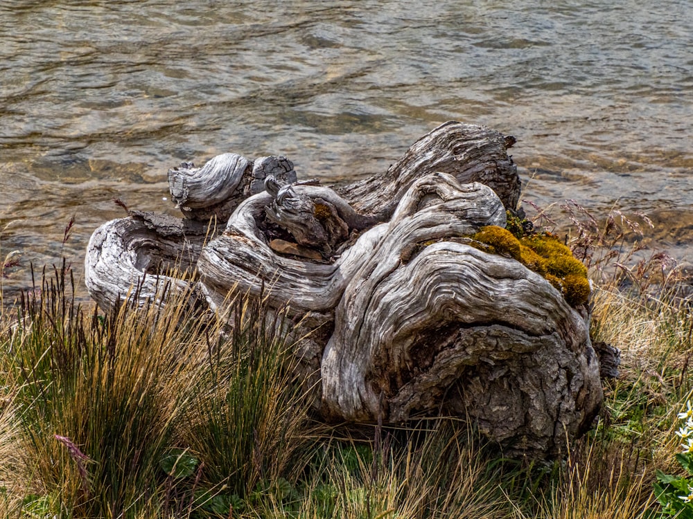 a piece of drift wood sitting on top of a grass covered field