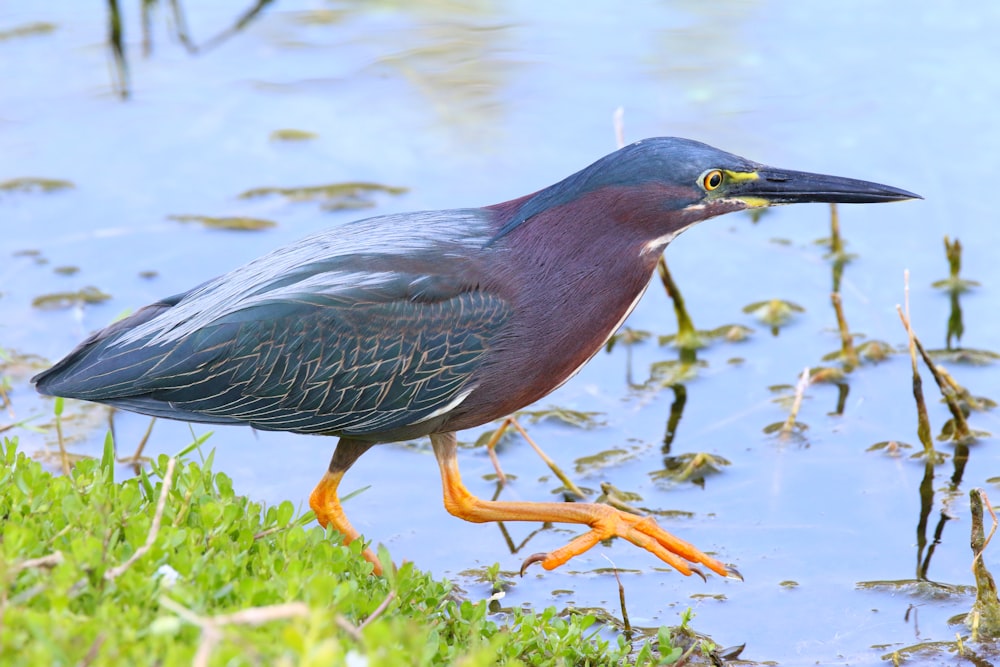 a bird is standing in the grass by the water