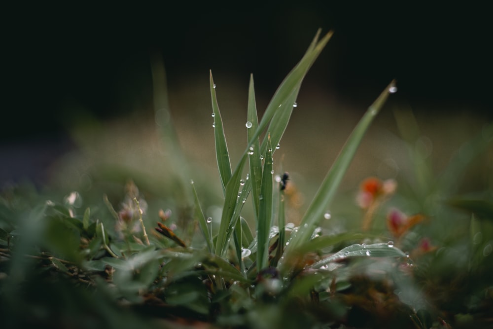 a close up of some grass with drops of water on it