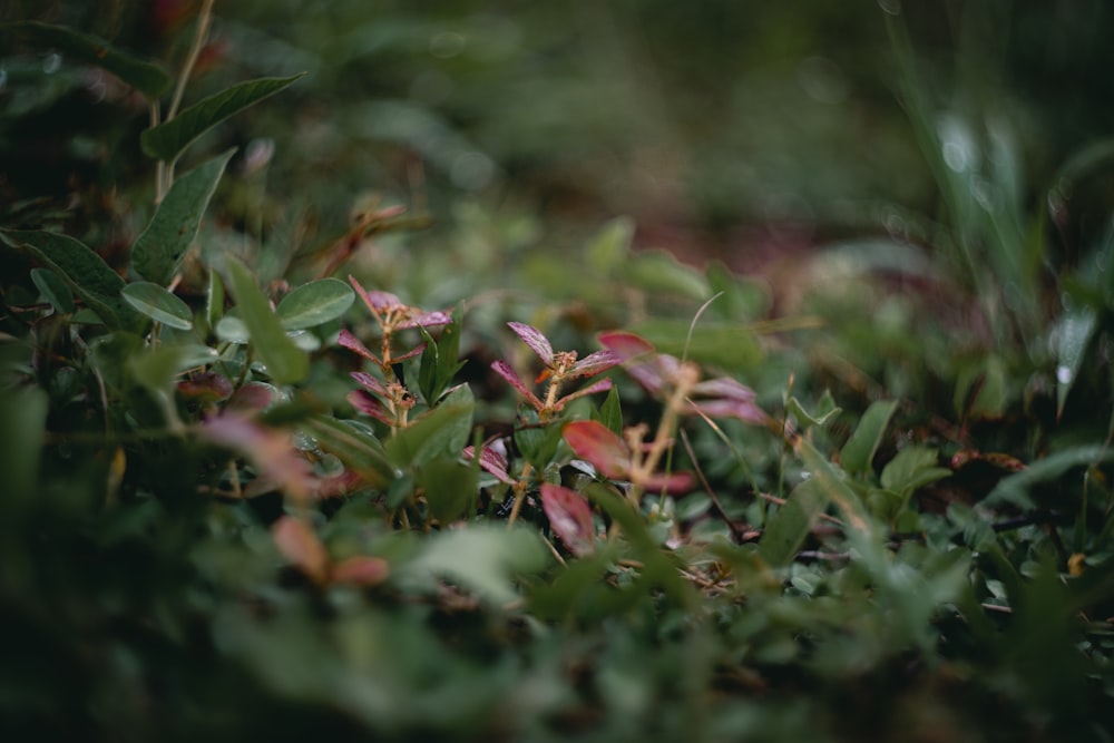 a close up of a small patch of grass