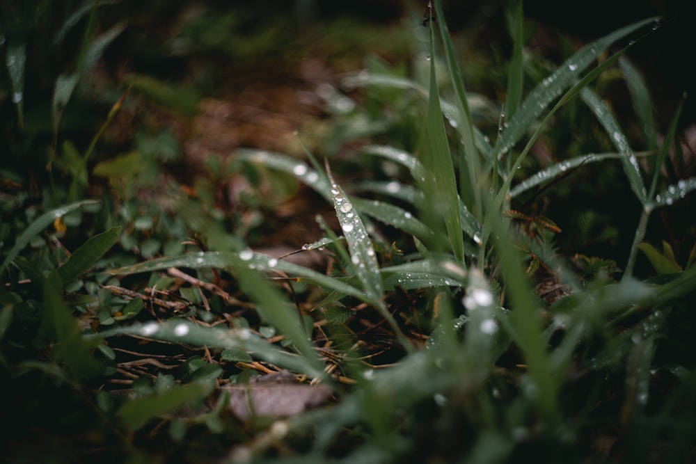 a close up of grass with drops of water on it