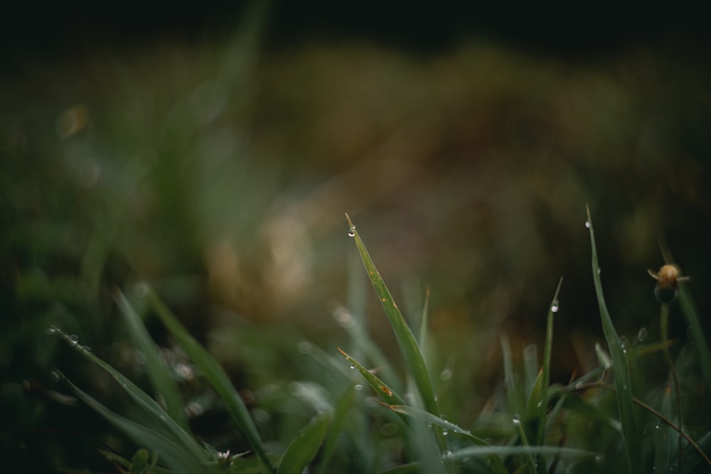 a blurry photo of grass with dew on it