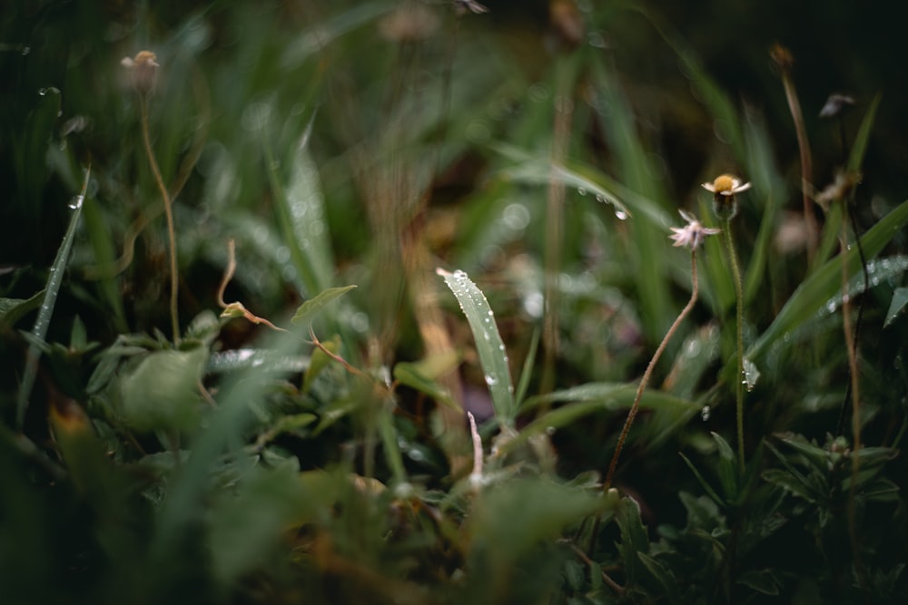 a close up of some grass with drops of water on it