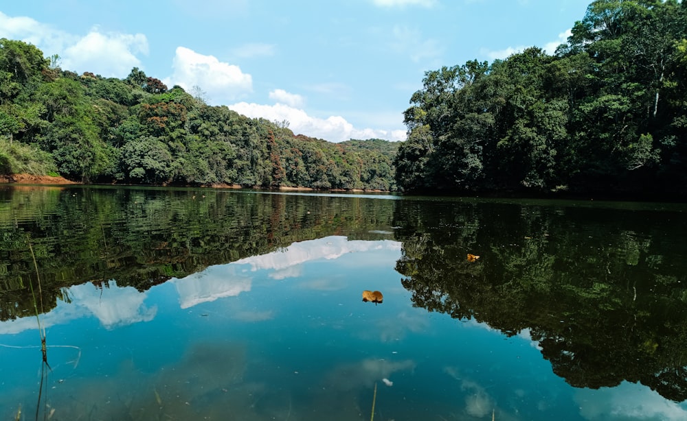 a body of water surrounded by a forest