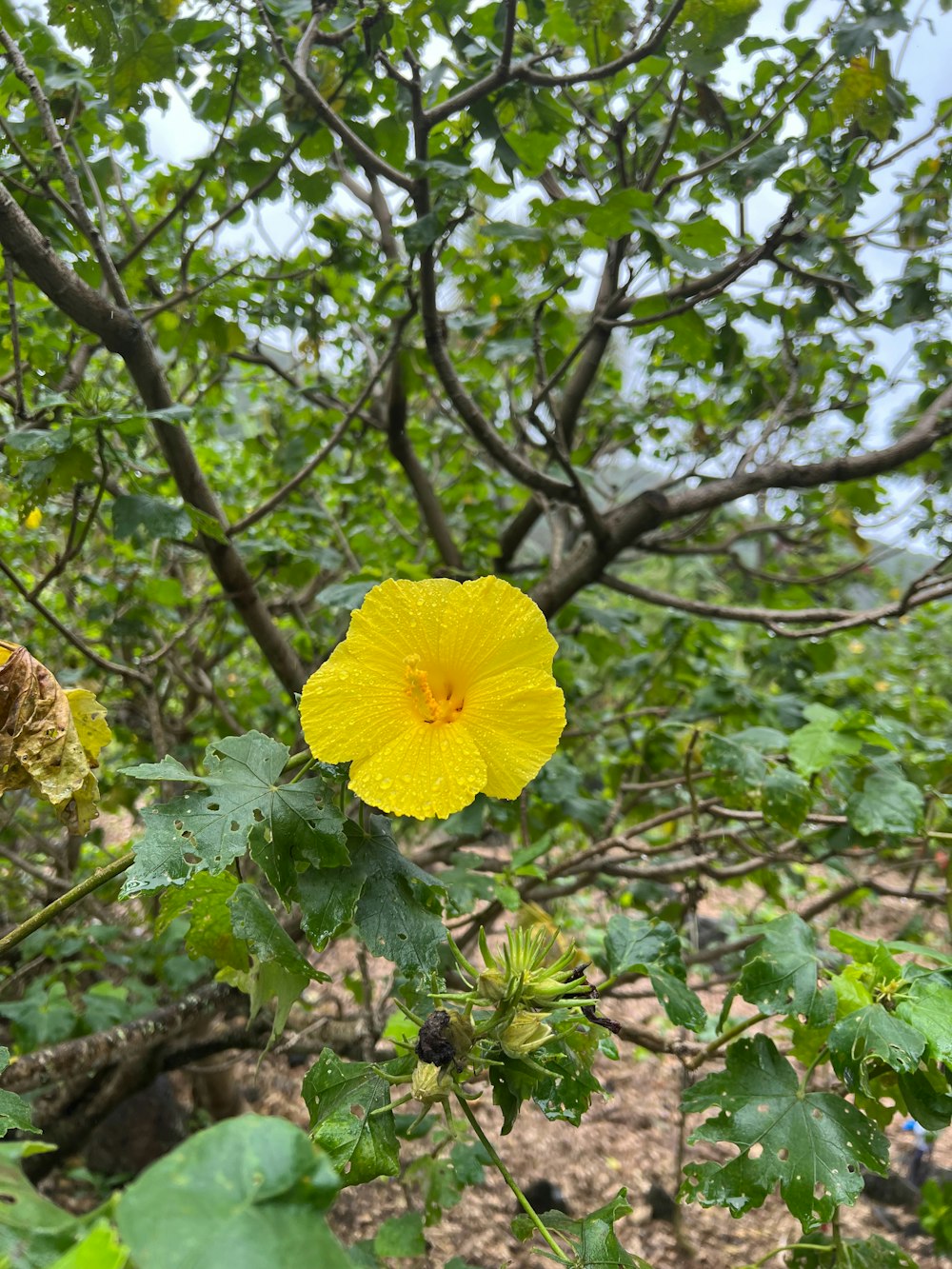 a yellow flower is blooming on a tree branch