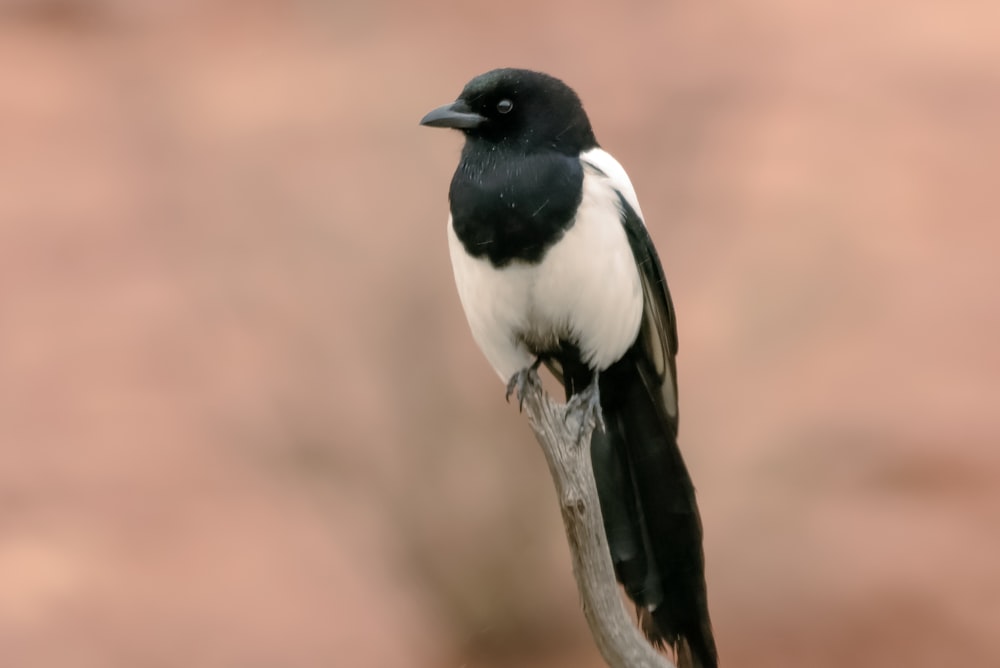 a black and white bird sitting on a branch