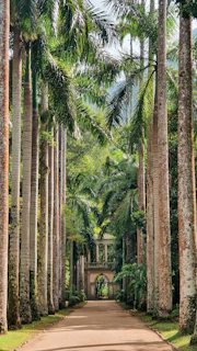 a dirt road surrounded by tall palm trees