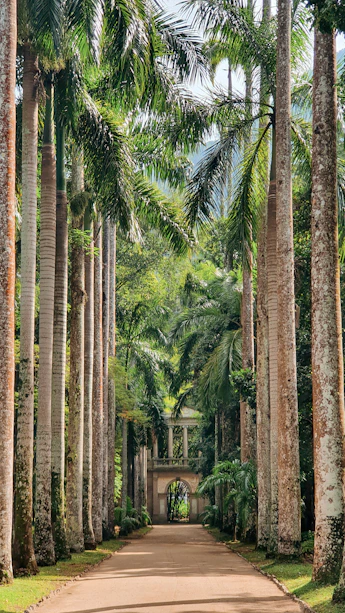 a dirt road surrounded by tall palm trees